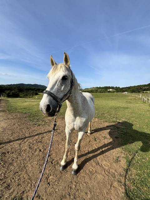 Poney à vendre 