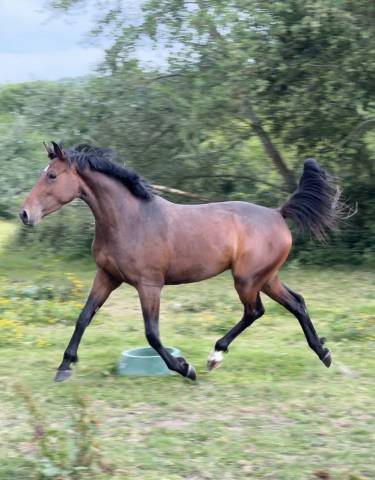 Jument 3 ans selle français 