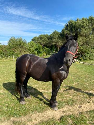 Vends cheval merens 18 ans