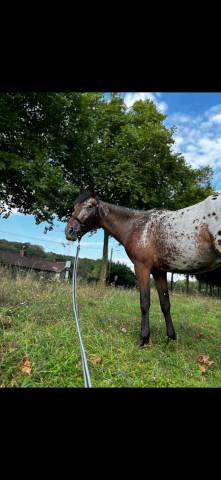 Petit cheval à vendre 