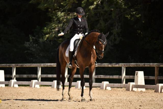 Chic hongre hanovrien 10 ans 1,73m dressage