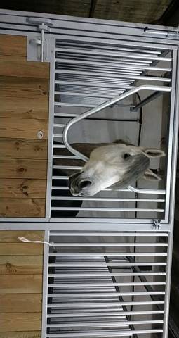 Cheval 