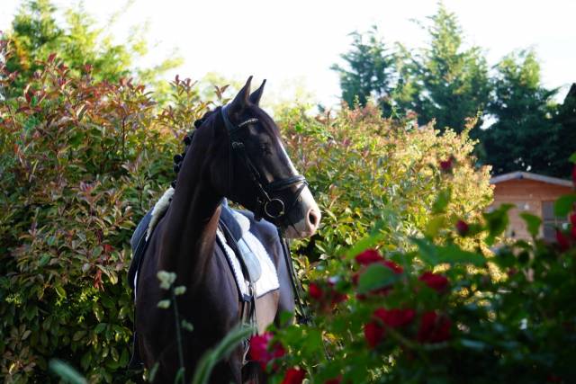 Magnifique hongre 4 ans totilas x san amour dressage