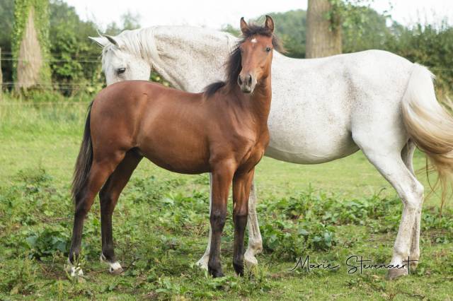 Poulain PRE