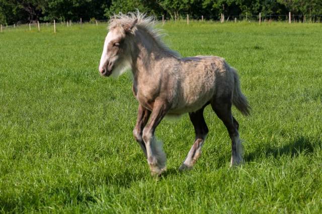 Pouliche irish cob palomino sooty 