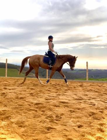 KWPN - hongre, 15 ans
