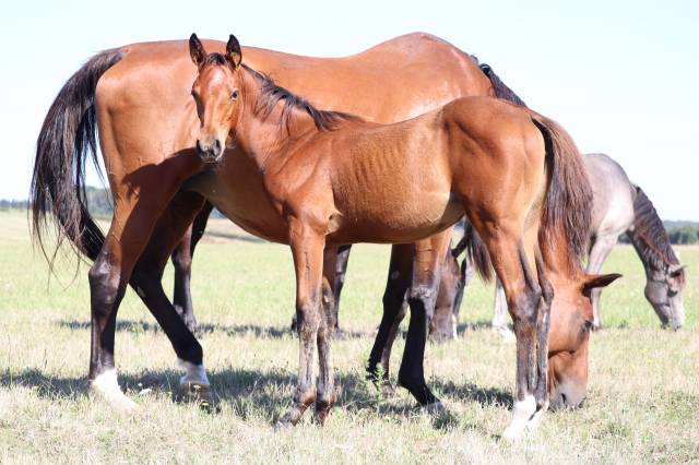 Foal femelle selle français par joker d'euskadi