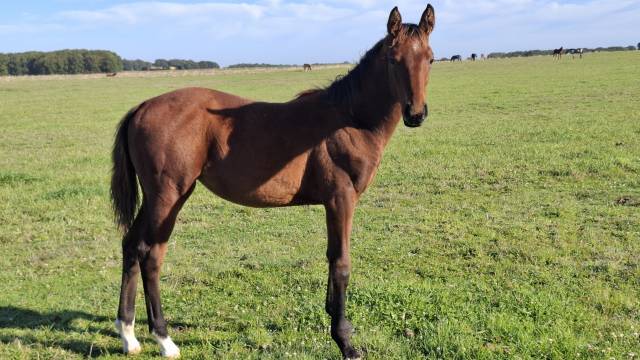 Foal femelle selle français par joker d'euskadi