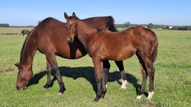 Foal femelle selle français par joker d'euskadi