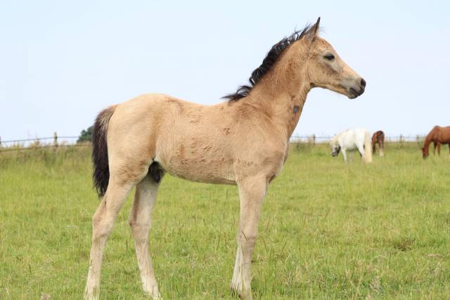 Poney foal pfs par usandro tilia derlenn