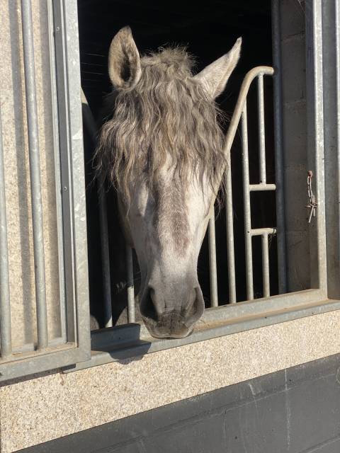 Hongre pre pure race espagnole a vendre 2021 gris par cascabel g