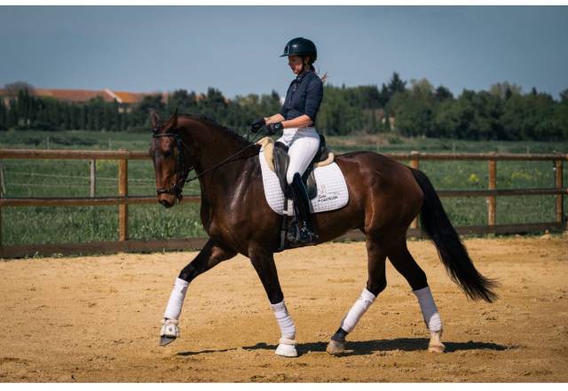 Elegante jument 6 ans lusitanien x kwpn dressage