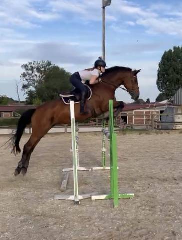JUMENT CSO 12 ans a vendre 