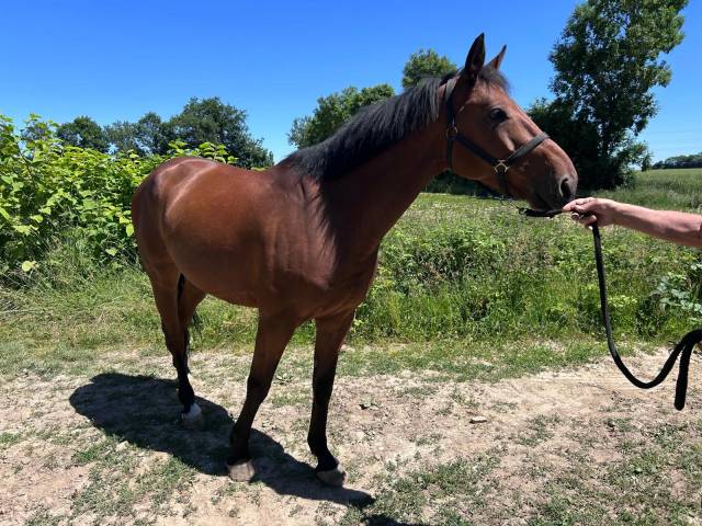 Hongre gentil 10ans polyvalent 