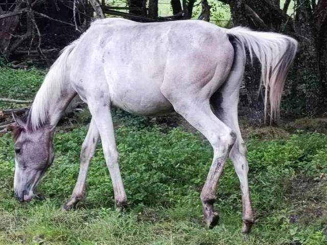 Hiawatha las benex z poulain cso pie