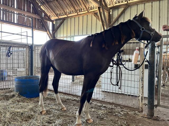 Poulains/pouliches welsh b/wpb pp