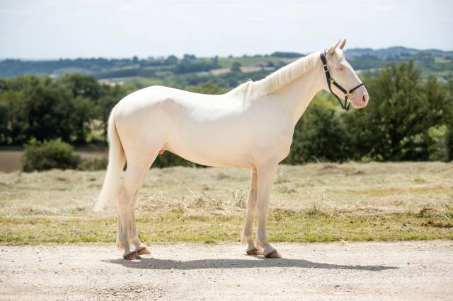 Hongre BWP Cremello