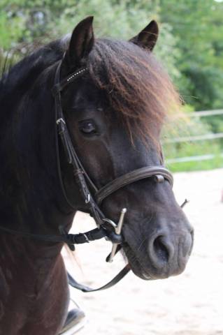 Poney de club 