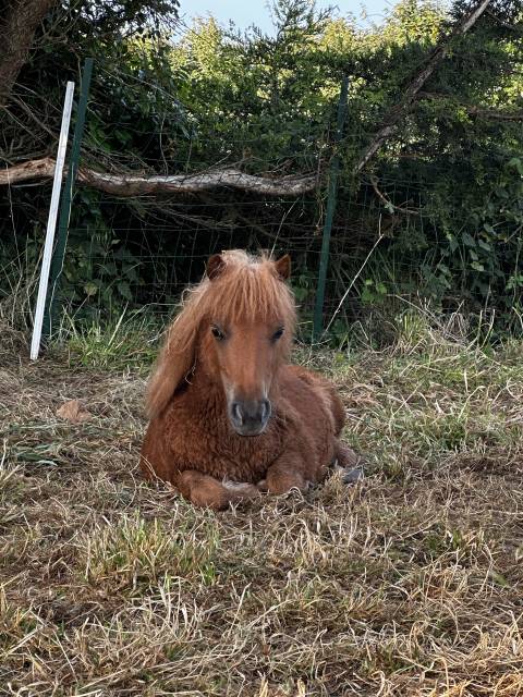 Enseignant d’équitation 
