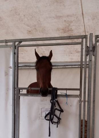 Cheval 