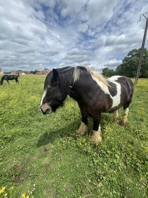 Hongre Irish Cob 4 ans