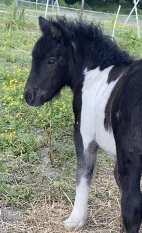 Pouliche shetland pleins papiers 