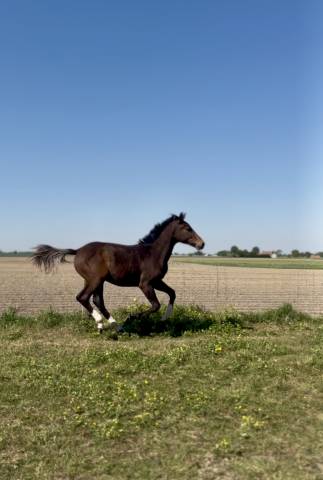 Poulain 1 an 
