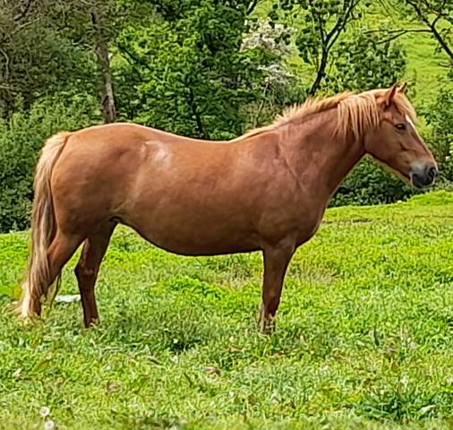 PONETTE CONNEMARA PART BRED 6 ANS