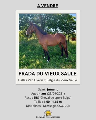 Jument CSO/CCE 4 ans