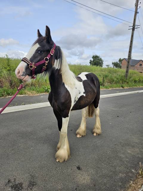 Poulain irish cob