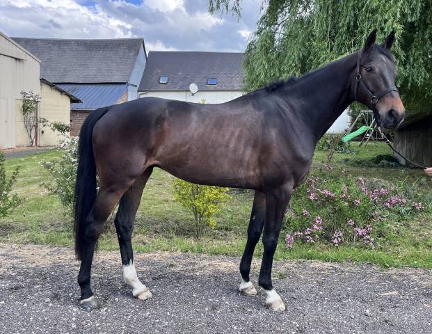 Hongre 5 ans SF