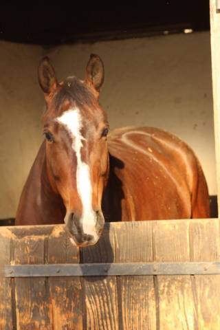 Cheval d une vie !