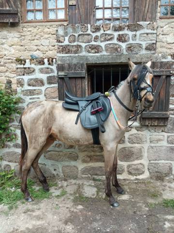 Jeune poney entier 