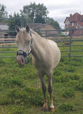 Poney hongre welsh part-bred 3 ans taille B