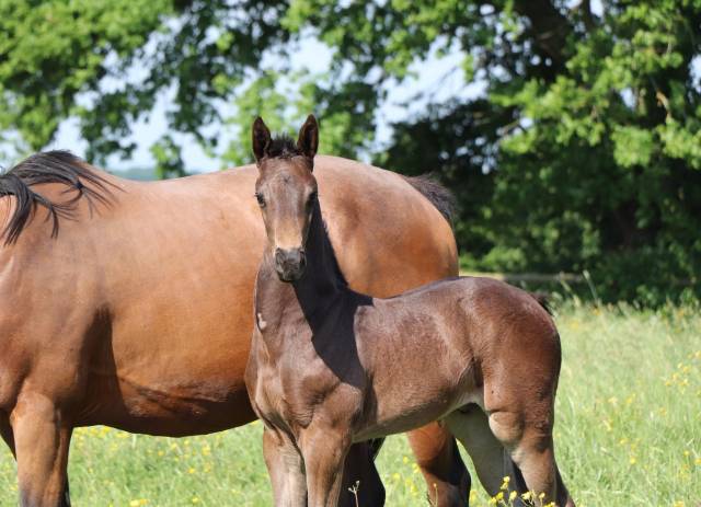 Magnifique foal par Joker d'Euskadi, famille sur 150