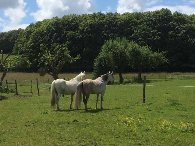 Propriété équestre a vendre creuse