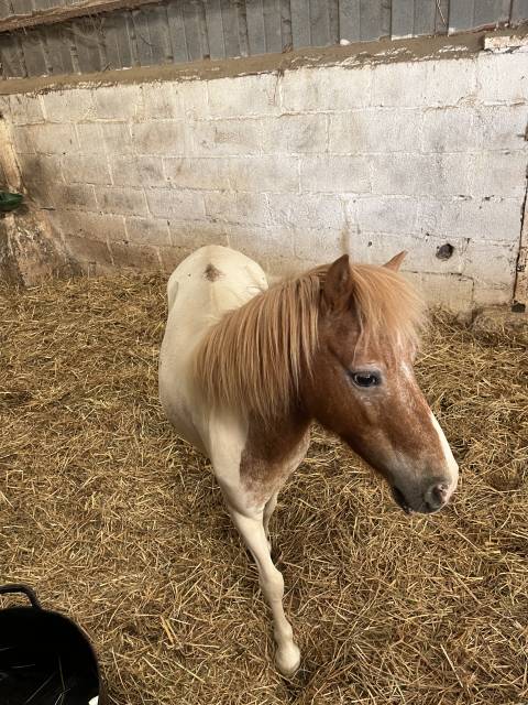 ponettes type shetland