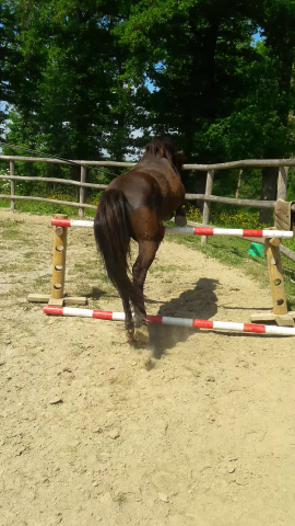 BABOA poney de 1m37 