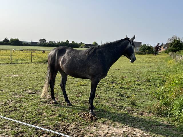 Cheval de 6 ans