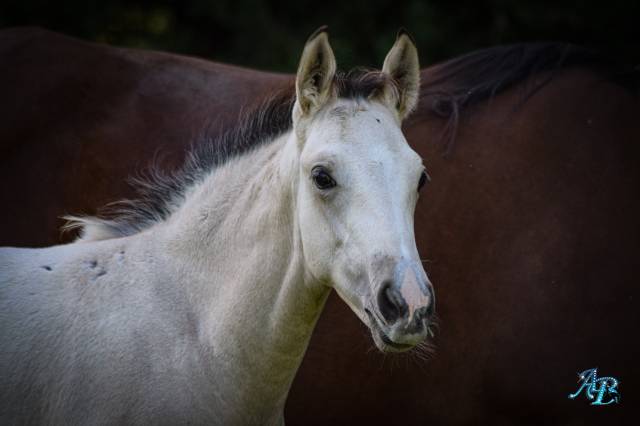 Ohara poulain isabelle