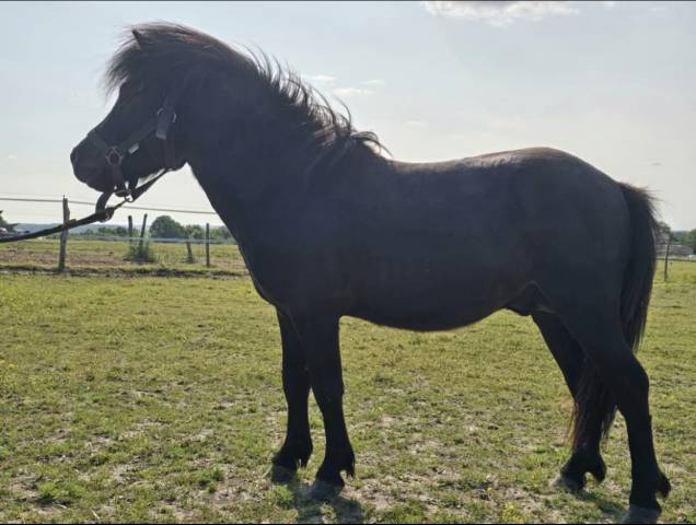 Poney PP shetland 