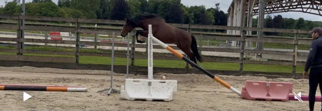 Poney 2 ans 