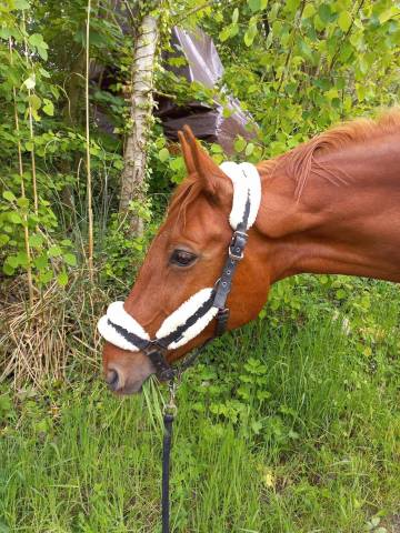 Hongre trotteur 14 ans