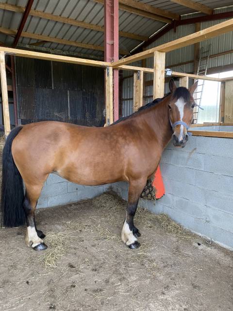 Ponette Welsh Cob type C 