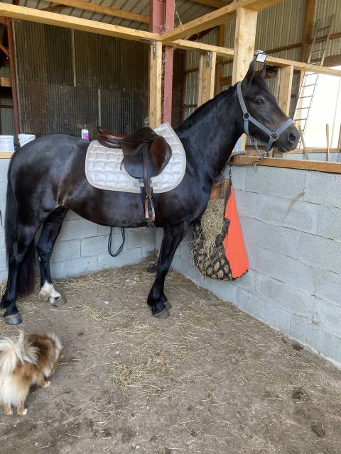 Ponette taille C 7 ans 