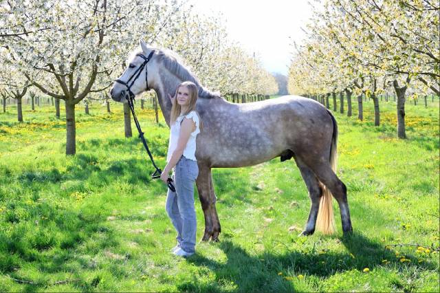 Trueno - beau poney espagnol