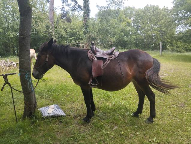 Selle de randonnée cathare type mac lellan 