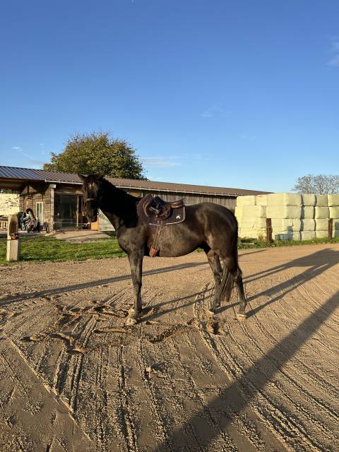 Selle Monoquartier 17,5