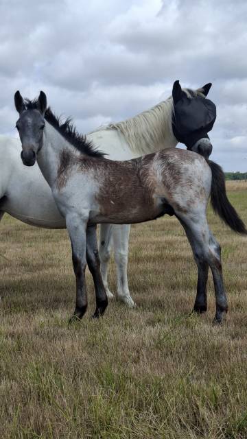 Poney 1 an PFS par Usandro tilia Derlenn