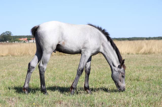Poney foal pfs par usandro tilia derlenn